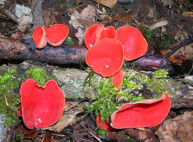 Sarcoscypha jurana       (Boud.)      Baral